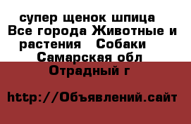 супер щенок шпица - Все города Животные и растения » Собаки   . Самарская обл.,Отрадный г.